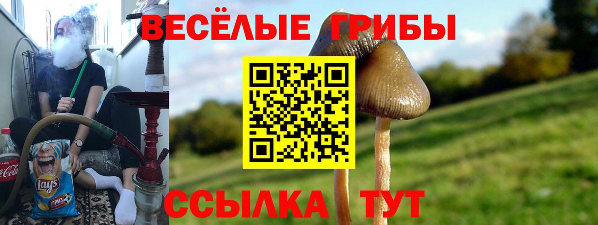 Галлюциногенные грибы Psilocybe Мурманск